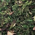 Musgo Chileno 22g