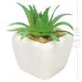 suculenta-pocelana-quad-mod5
